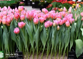 Tulipa Dotcom ® (1)